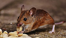 24 Hour & Emergency Exterminators in Lancaster, CA